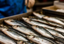 Дагестанские рыбные заводы увеличили объемы переработки на 20% в 2025 году