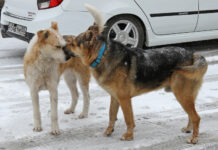 Приют нового поколения