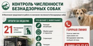 В Махачкале отловили 21 бездомную собаку