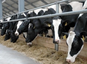 237cf451338264a4b92a8f224eef052f