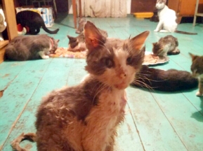 Дом для четвероногих