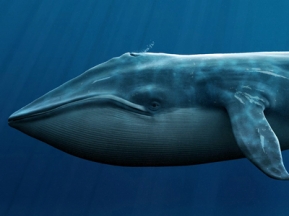 0a2bfa56e147fe3da63f47abf7fb1481