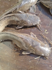 57462cd2d192260d64087af02fac7060