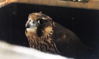 083ba1955f4771b315f000cb775c4cf4