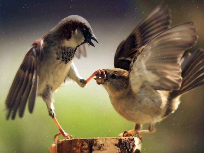 86f926dec9be8d2aaf6e72d33cc44631