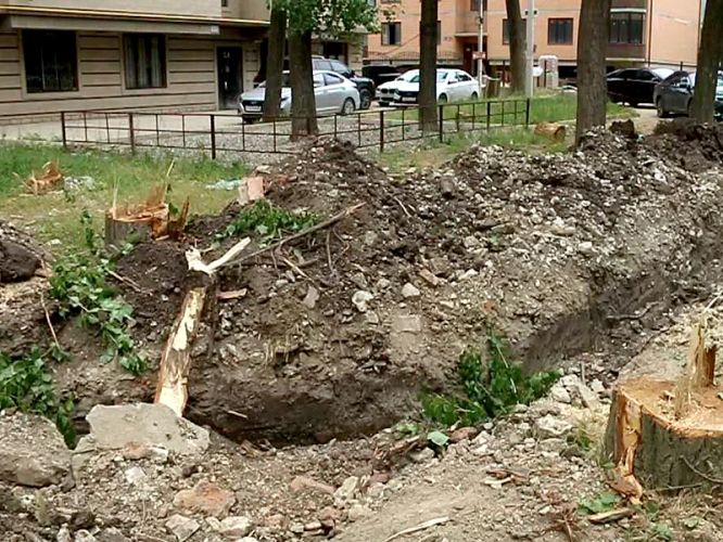 По факту вырубки деревьев в Эльтавском лесу собран материал для передачи в правоохранительные органы