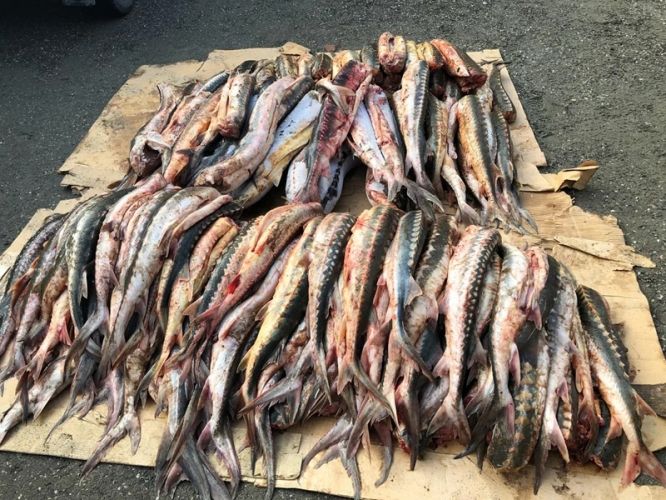 f9fbed50313d735326340a9c5075ea8e