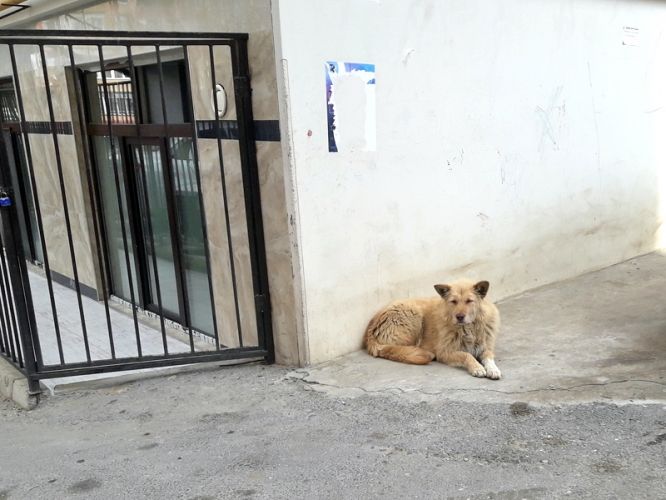 1bb19d0cf9fed4764a65467ffcbe44e3