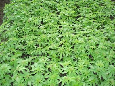 6b872ce7b453d03393839614c86b6bf4