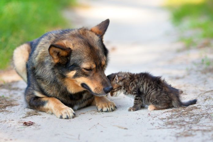 лапы помощи