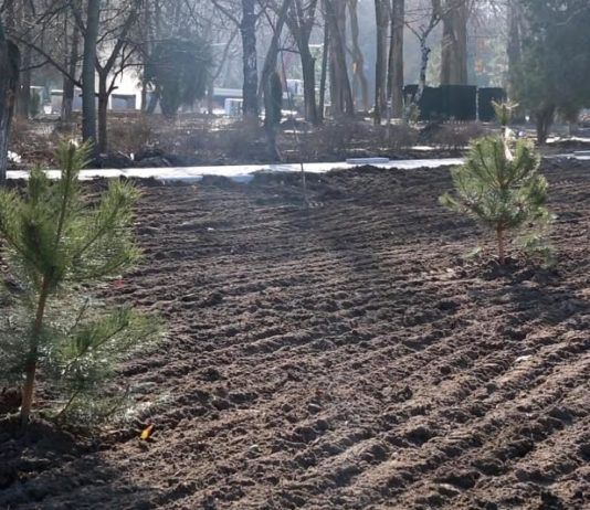 В сквере им. Фазу Алиевой в Махачкале посадили около 400 деревьев и кустарников