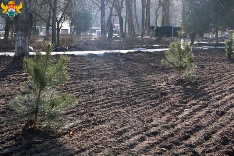 В сквере им. Фазу Алиевой в Махачкале посадили около 400 деревьев и кустарников