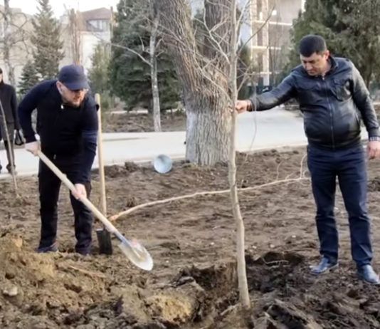 Глава города и сотрудники мэрии высадили деревья