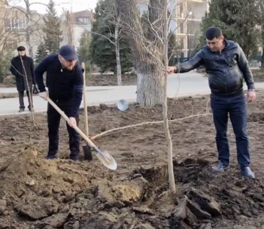 Глава Махачкалы и сотрудники мэрии высадили деревья в сквере им. Фазу Алиевой