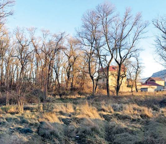 Во что превратится Эльтавский лес?