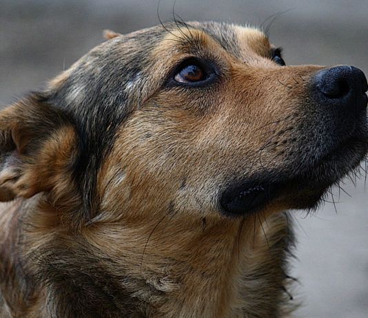 Мэр Махачкалы указал на недостаток средств, выделяемых городу на обращение с бродячими собаками