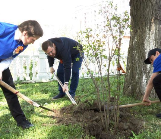 В скверах столицы высажена сирень в рамках акции «Сирень Победы»