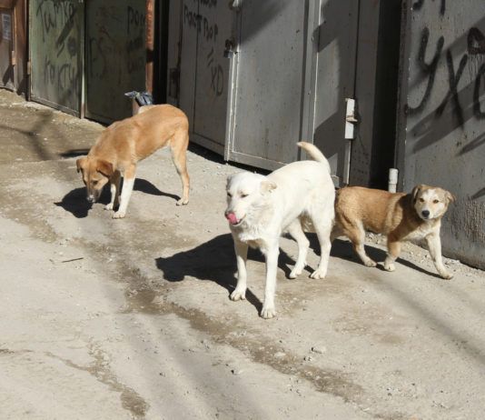 Неестественная среда обитания