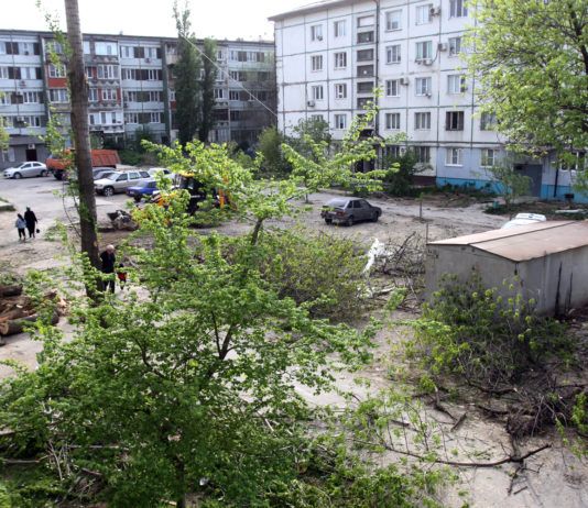 О дворах, деревьях и не только