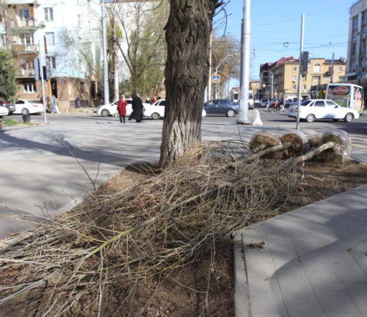 На участке реконструкции ул. Коркмасова в Махачкале высадят 200 крупномерных деревьев