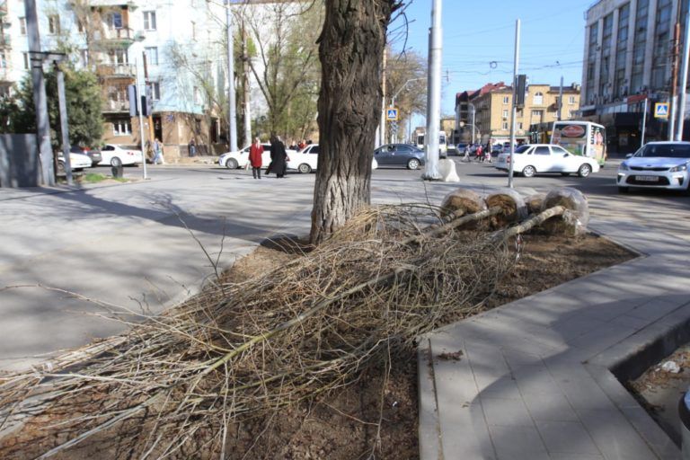 На участке реконструкции ул. Коркмасова в Махачкале высадят 200 крупномерных деревьев