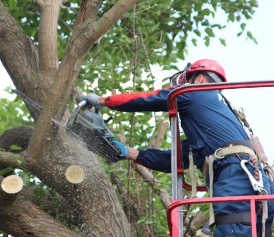 В Махачкале расчищают от поросли трассы линий электропередачи