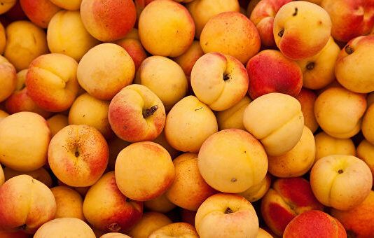 В Махачкале проведут фестиваль «Золотой абрикос»