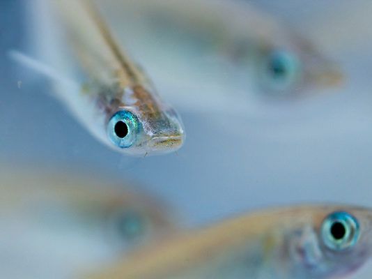 В озеро Ак-Гёль в Махачкале запустили мальков