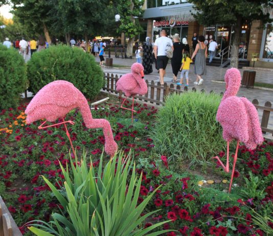 Зеленый город: как озеленяют Махачкалу