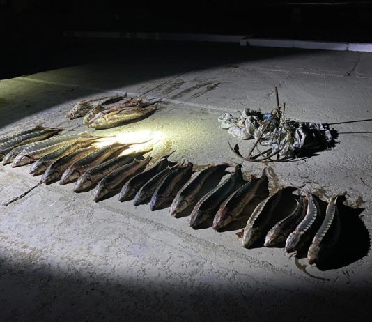 В пригороде Махачкалы обнаружили крупную партию незаконно добытой рыбы