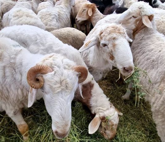 Мэрия Махачкалы подготовила к празднику площадки для приобретения животных