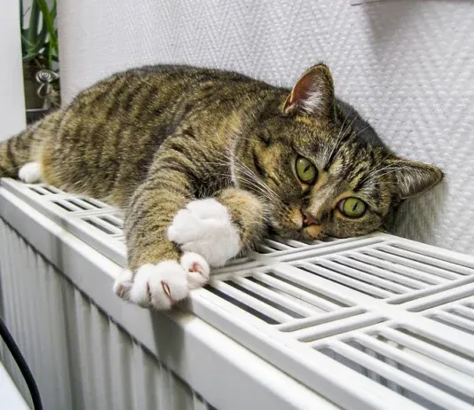 Стало известно, когда в Махачкале включат отопление