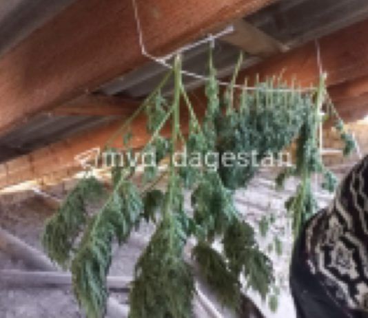 Житель пригорода Махачкалы выращивал на своем участке кусты конопли