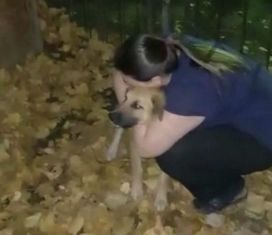 Спасатели в Махачкале вытащили собаку, застрявшую между гаражами