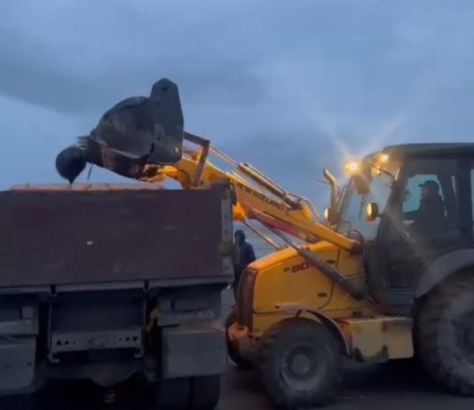 В Махачкале приступили к вывозу и утилизации мертвых тюленей