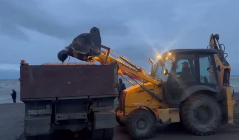 В Махачкале приступили к вывозу и утилизации мертвых тюленей