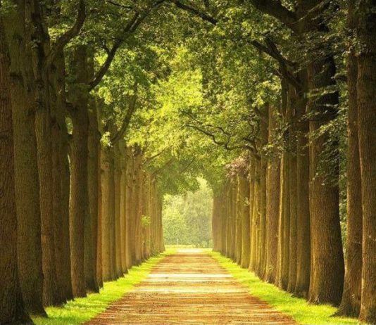 В Махачкале появится Аллея памяти в честь погибших в ходе спецоперации