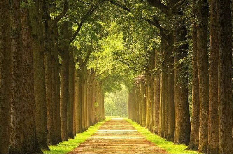 Появится аллея. Появится аллея. Аллея одуванчиков в парке галицкого. Полтава аллея. Ул свободы парк северное тушино.