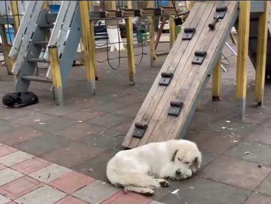 Махачкалинцы пожаловались на большое количество бродячих собак во дворе