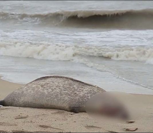 В Махачкале обнаружили около 700 туш мёртвых тюленей