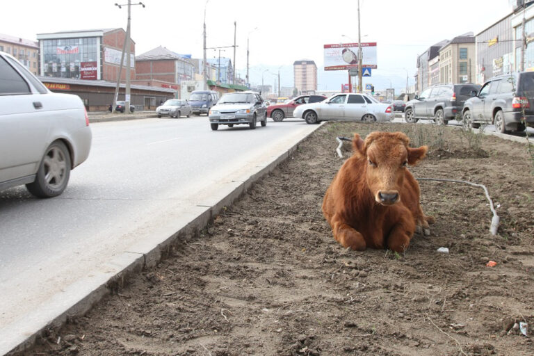 На городском «лугу» пасется… му-у?