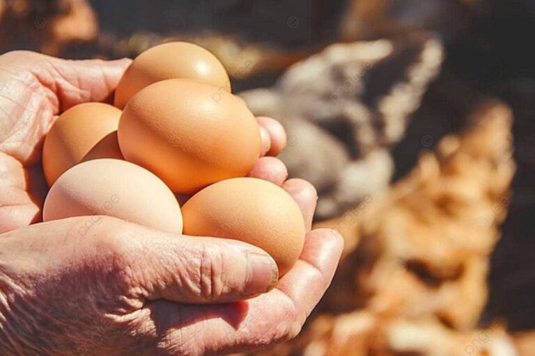 Не простое, а золотое – яйцо от мусульманской бабушки помогло собрать деньги на мечеть