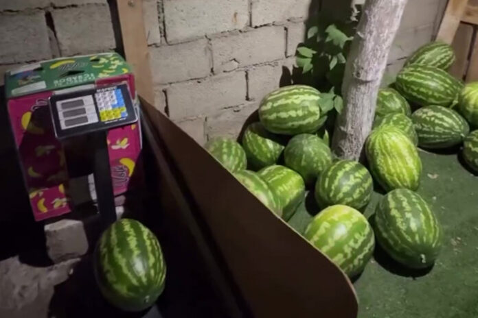 Дагестан №33_2024_2_1