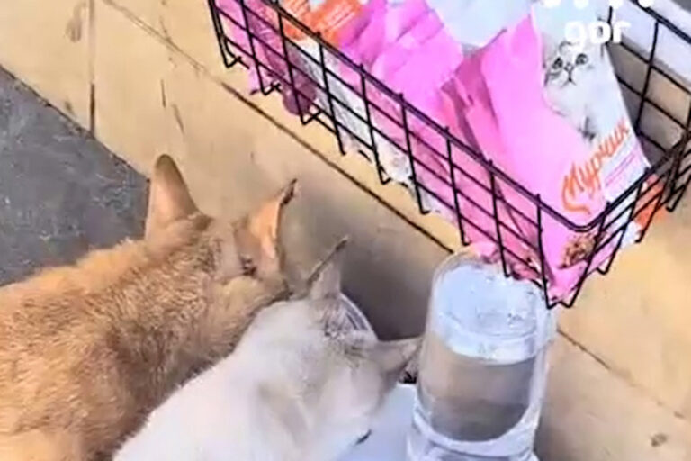 Для братьев наших меньших