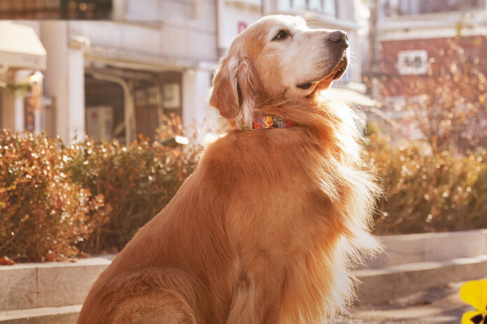 Wink_Хвостатый_постер1