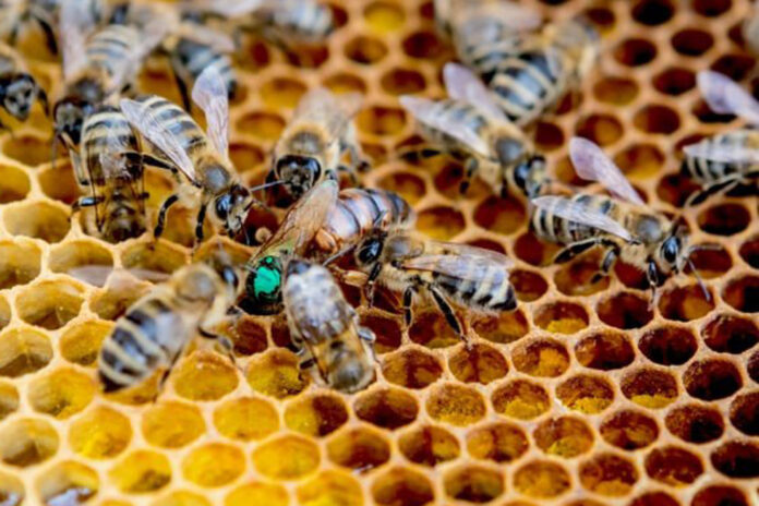 Дагестан №49_2024 (1)