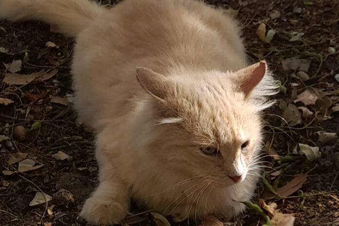 Цвет №4_2025 (3)