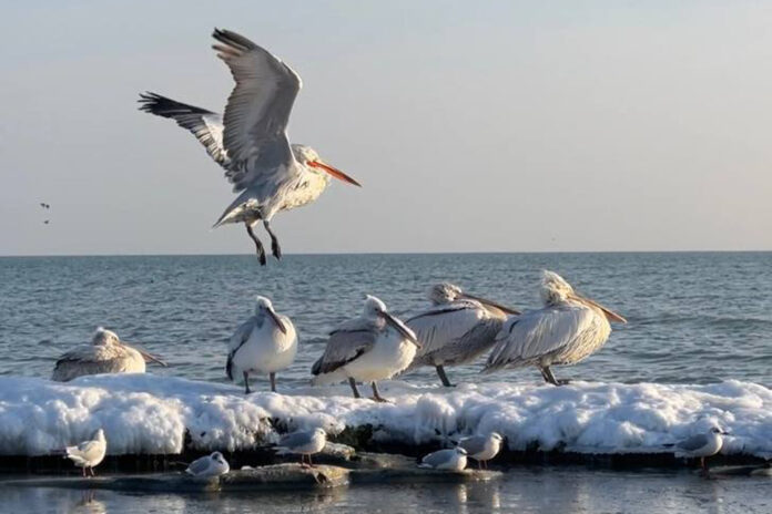 Дагестан №10_2025 (8)