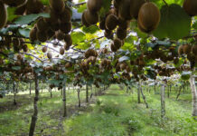 В Дагестане заложили самый крупный в России сад киви