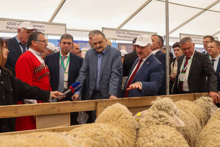 В Дагестане пройдет выставка овец и коз